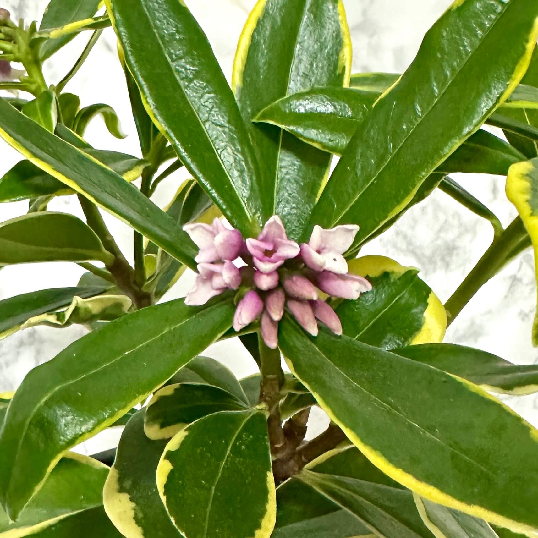 추위에 강한 식물 추천