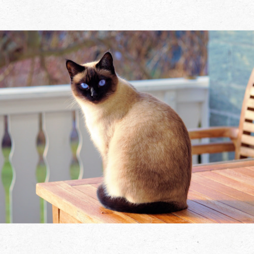 고양이 발바닥 패턴이 있는 귀여운 디자인