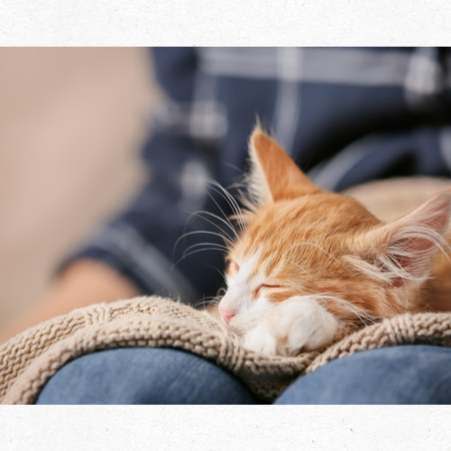 세계 고양이의 날을 기리는 예술적 표현