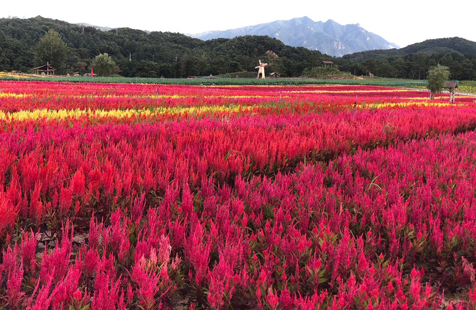철원 고석정 꽃축제