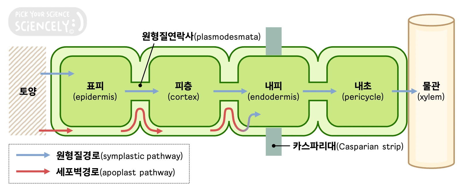 물 무기 양분의 이동경로, 원형질경로, 세포벽경로, 심플라스트, 아포플라스트, 토양 표피 피층 내피 내초 물관, 카스파리대, 삼투, 능동수송, 촉진확산, 토양시비 원리