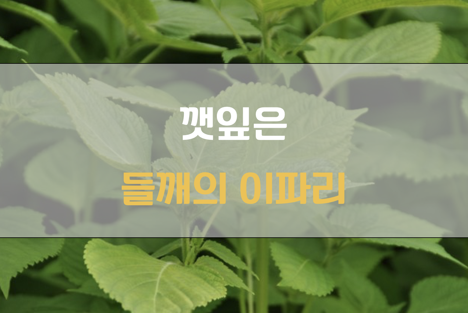 들깨 깻잎