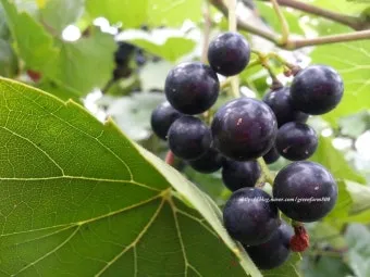 머루 재배 덩굴 유인 전정 관리 당도 올리기_11