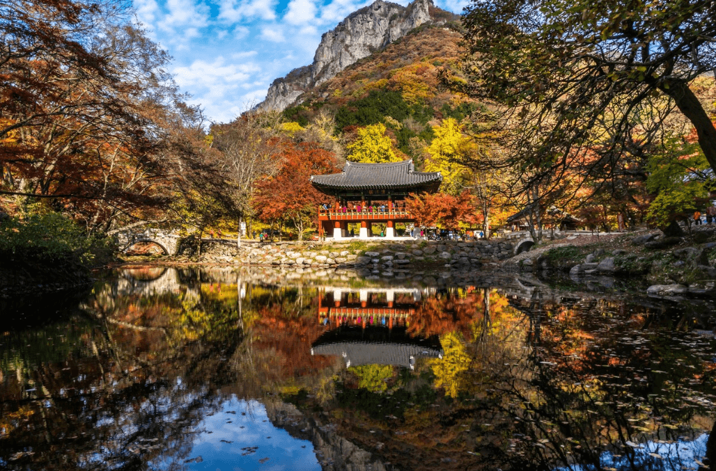 내장산 단풍시기, 절정, 축제
