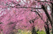 오사카-벚꽃-개화시기-4