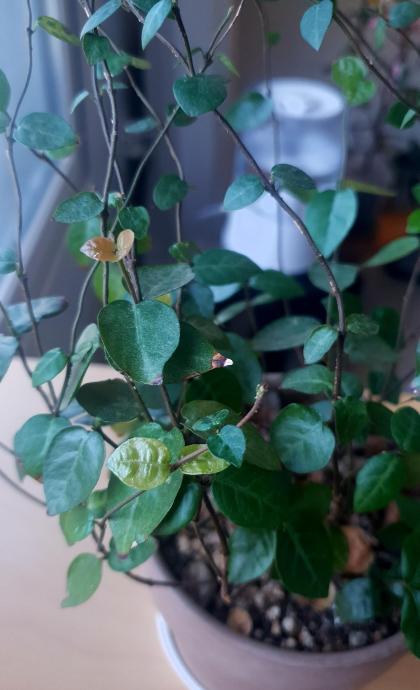 오색마삭줄 사진