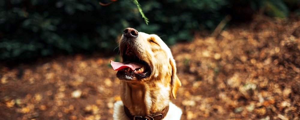 강아지 혼내는 방법 8