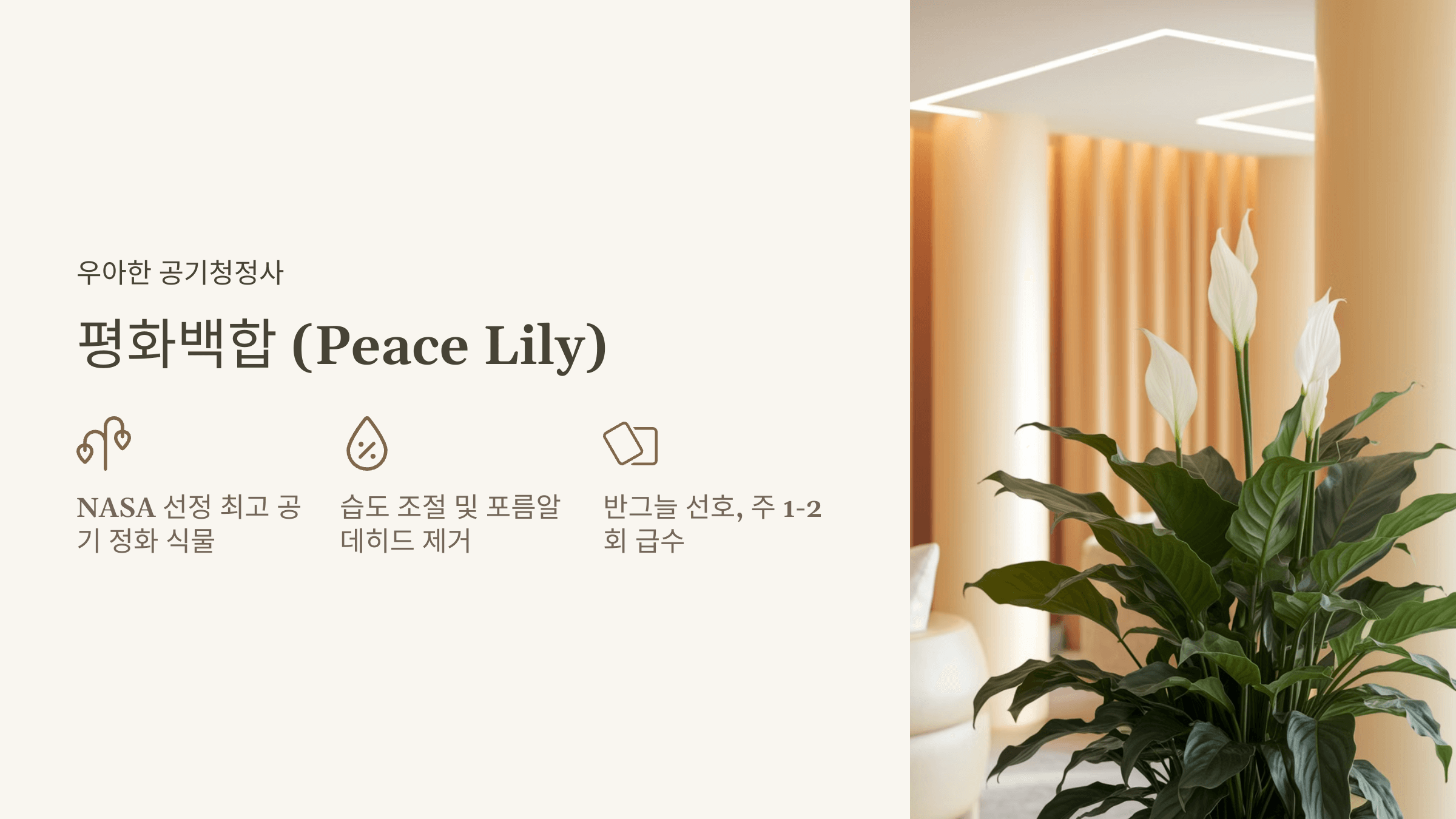 평화백합 (Peace Lily)