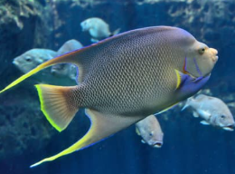 물고기 꿈해몽 풀이