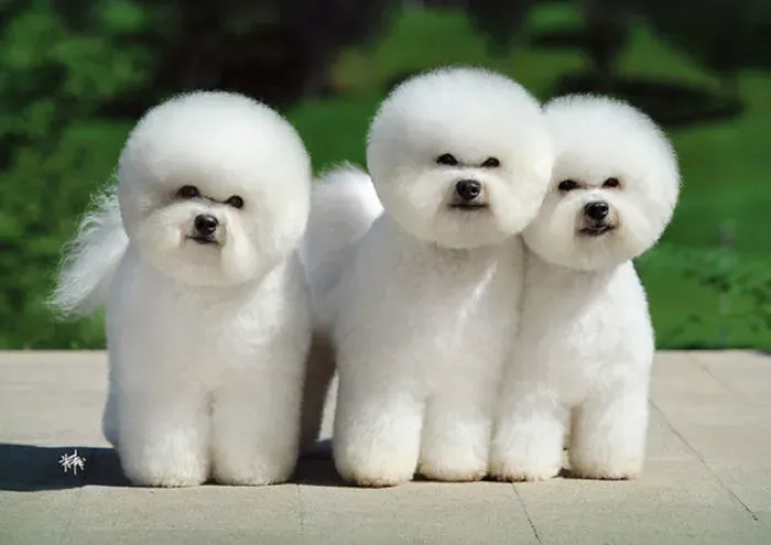 비숑 프리제 분양가격 종류 미니비숑 성격_2