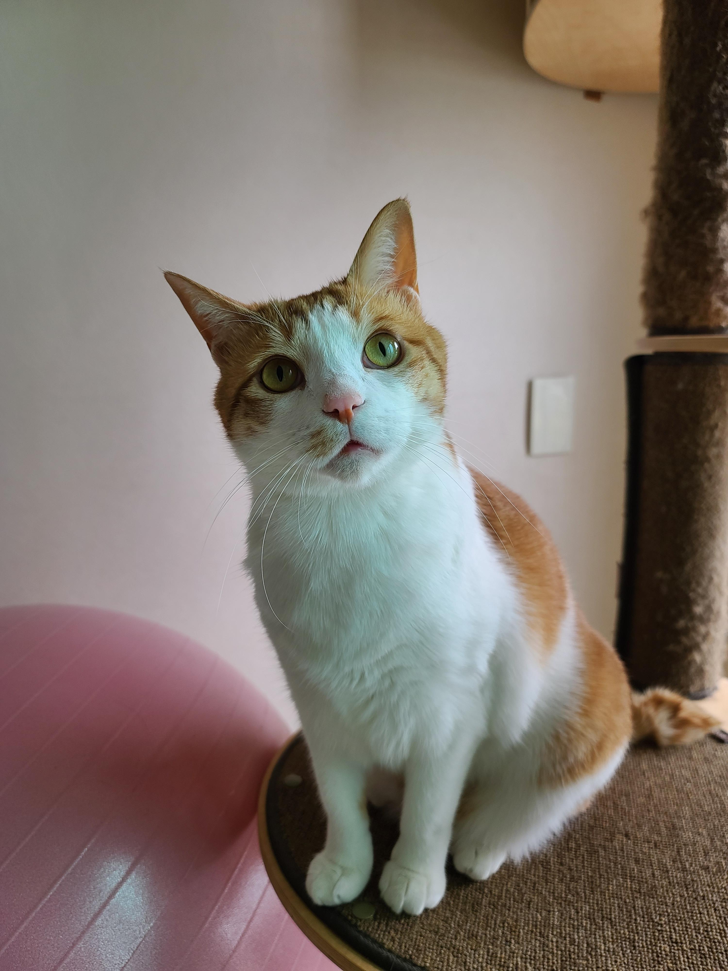 고양이 채터링! 오랜만에 까치등장! 고양이 열매가 열린 캣폴.