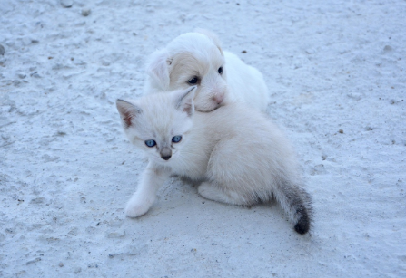 강아지의 충성심·고양이의 독립성, 진화가 만든 본능