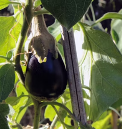 가지 효능 놀라운 9가지 부작용 고르는법 칼로리