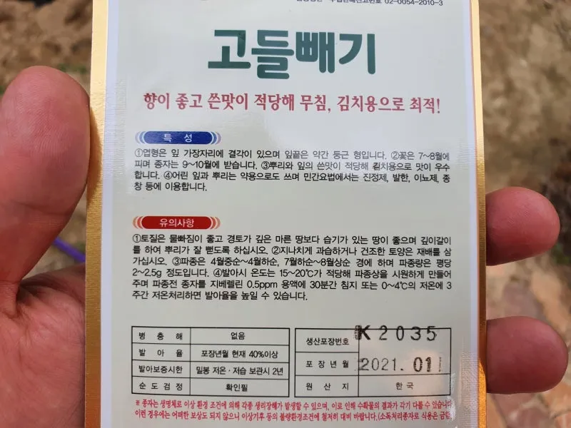 고들빼기 파종시기 심는시기 수확시기 농작물 재배_9