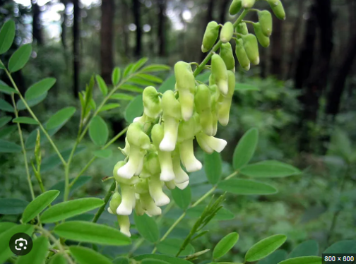 당뇨병-황기-사진