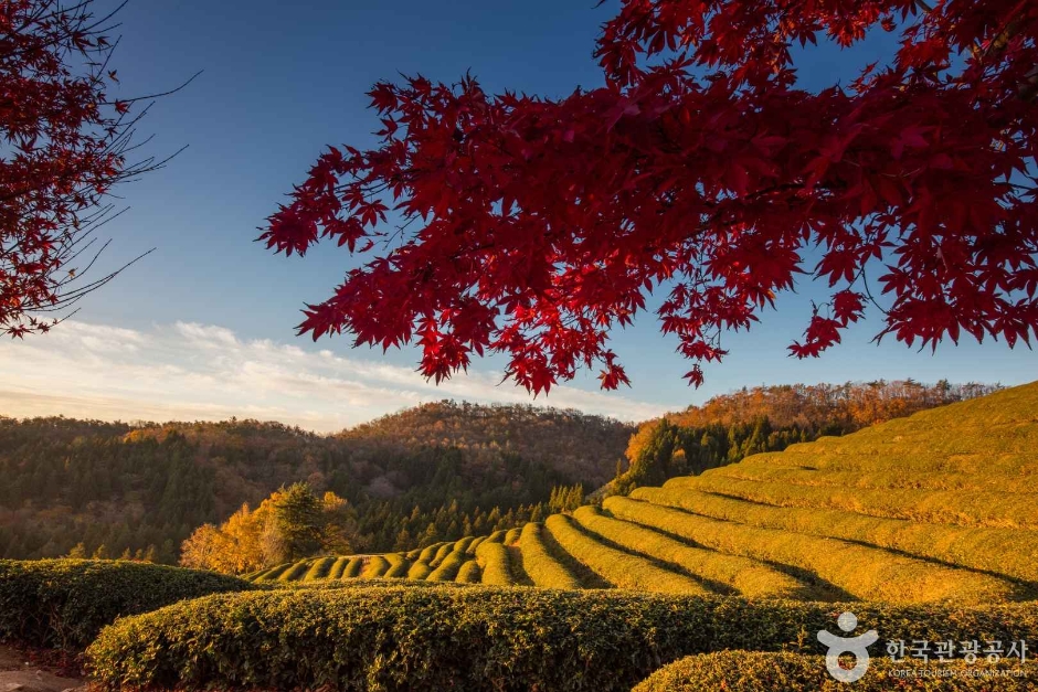 2024 가을 여행지 단풍 명소 추천