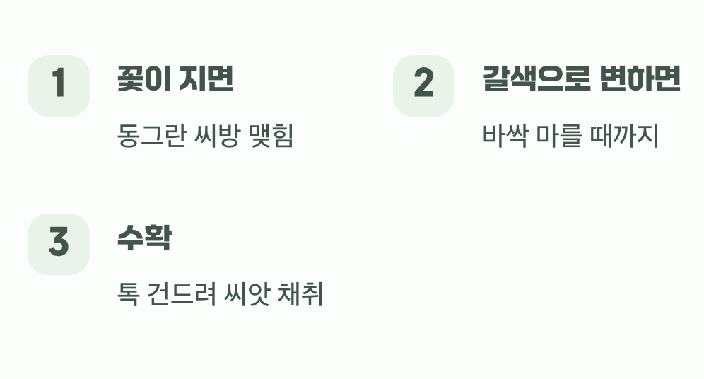 내년을 기약하는 똑똑한 씨앗 받기