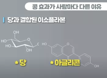 콩의-효과