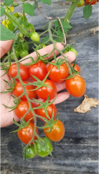 방울토마토 신선하게 보관하는 법 및 보관기간 안내_18