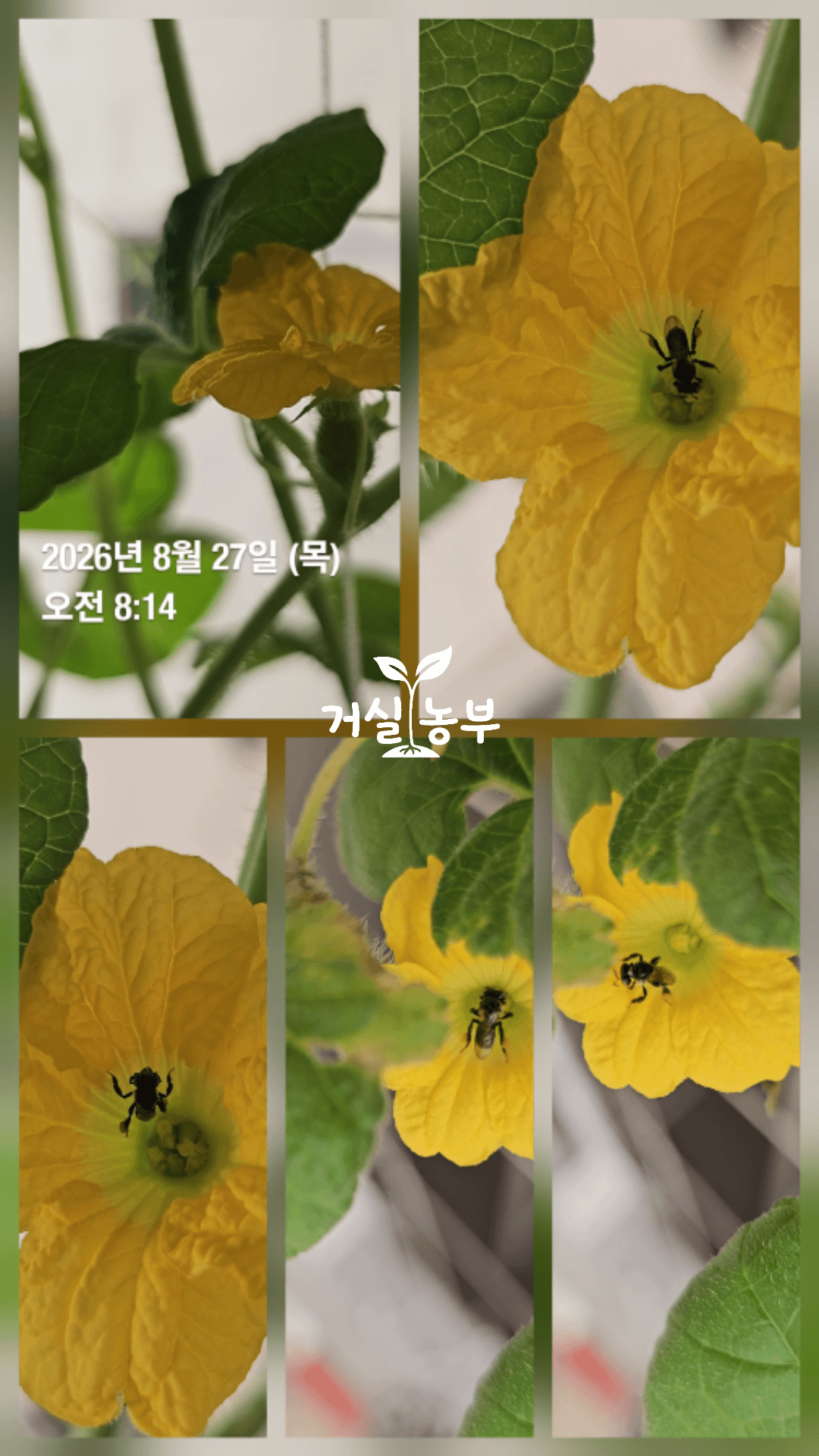 8월 27일 베란다 허니듀 꽃을 오가며 활동하는 작은 벌
