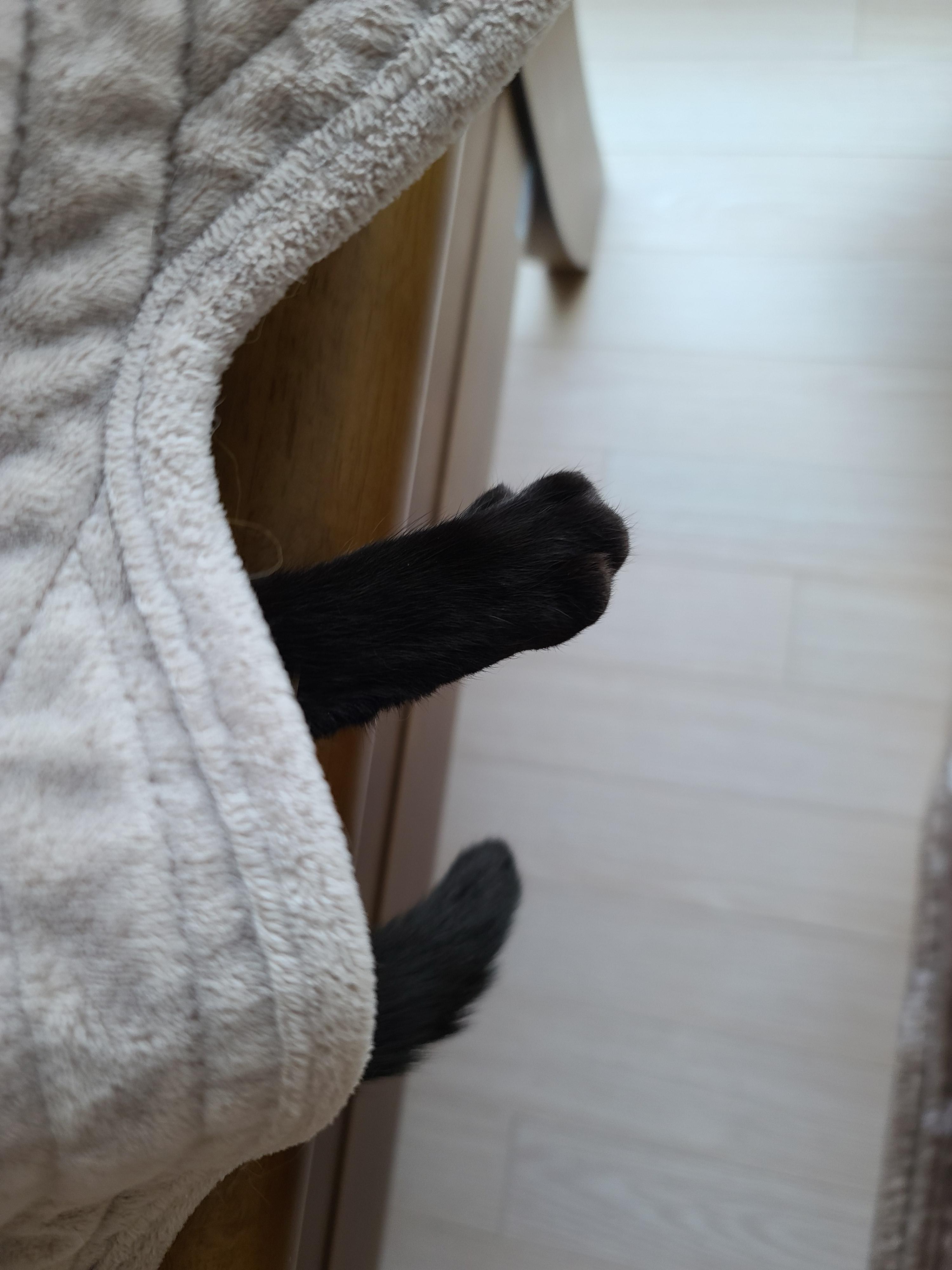 힘든 월요일! 귀여운 건이보고 힘내자!! 졸리지만 엄마배웅은 해야겠는 올블랙고양이.