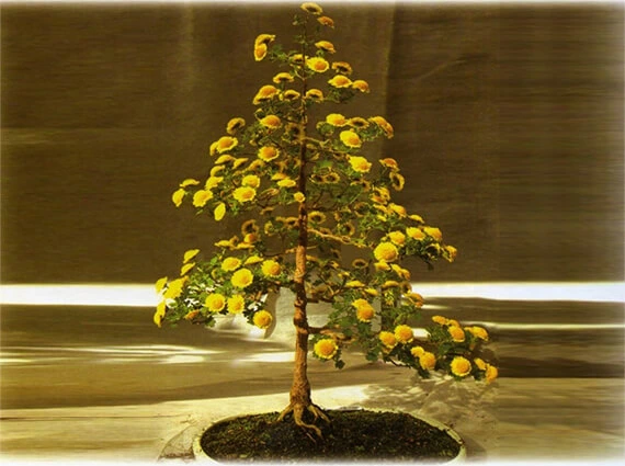 충남 꽃구경 부여 꽃축제 백제고도부여국화축제 기본정보