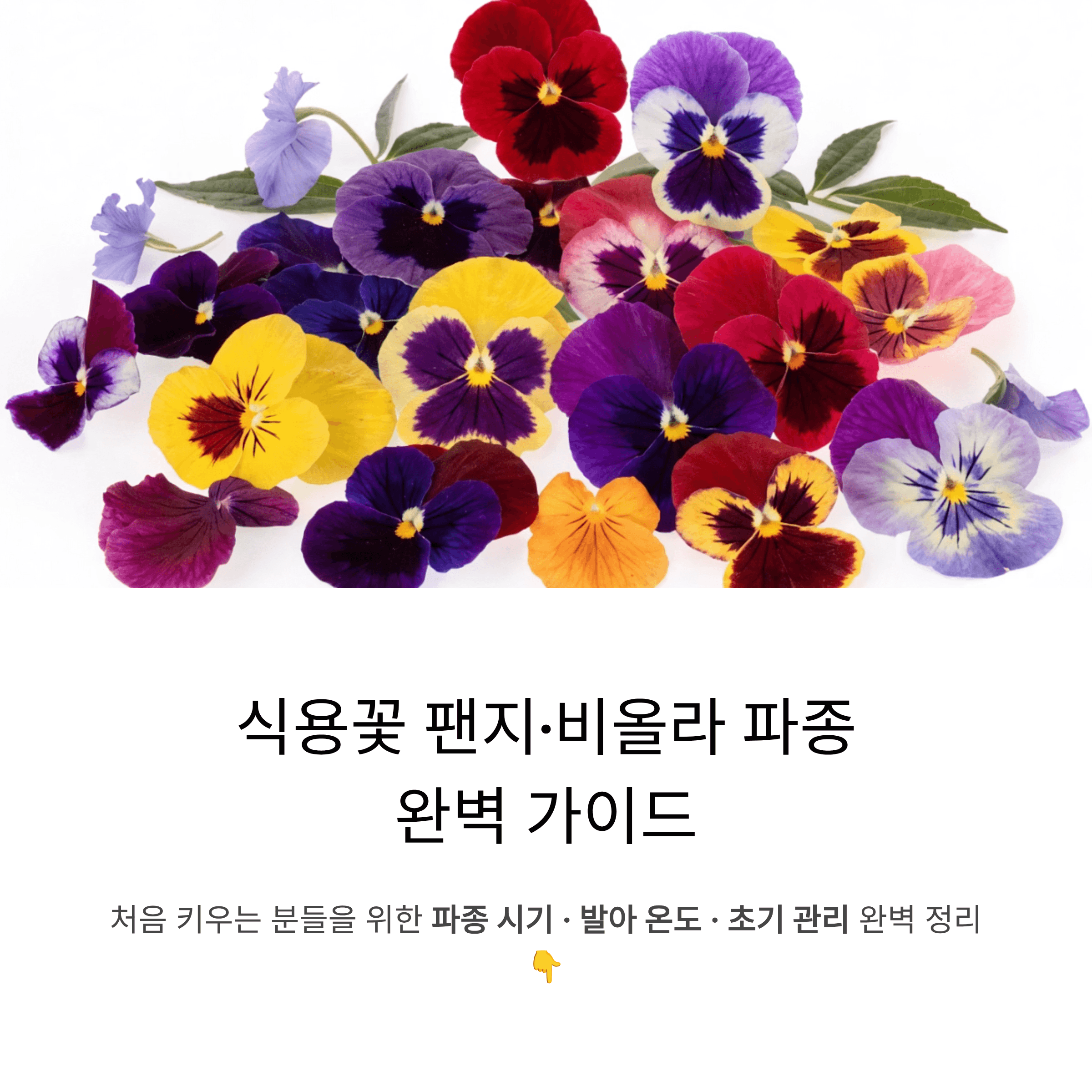 식용꽃 팬지와 비올라를 처음 재배하는 분들을 위한 파종시기 발아온도 관리 방법 완벽 가이드