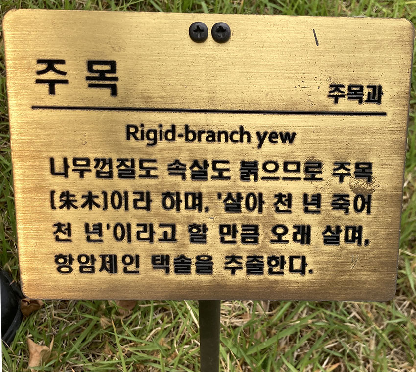 주목