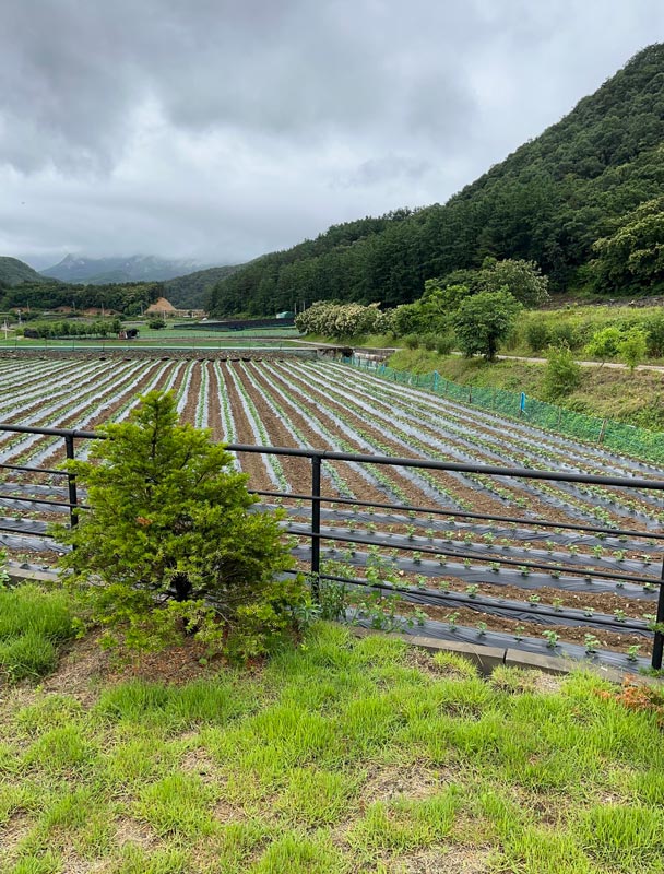 충북 괴산군 청천면 전원주택 넓은 토지
