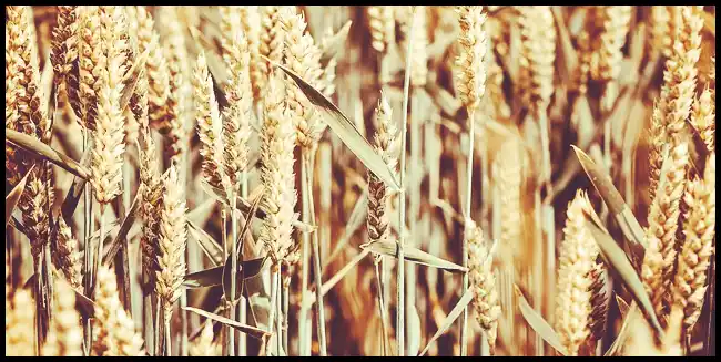 파로 곡물 효능 및 부작용과 먹는 법