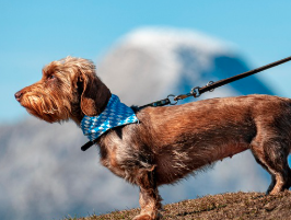 여름철 강아지 산책 적정 시간, 주의사항 정리(강아지 사람 온도차이)