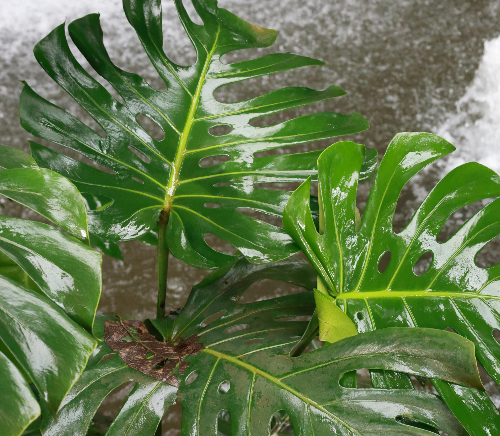 몬스테라 관리 방법 (천공, 잎구멍, 지지대)