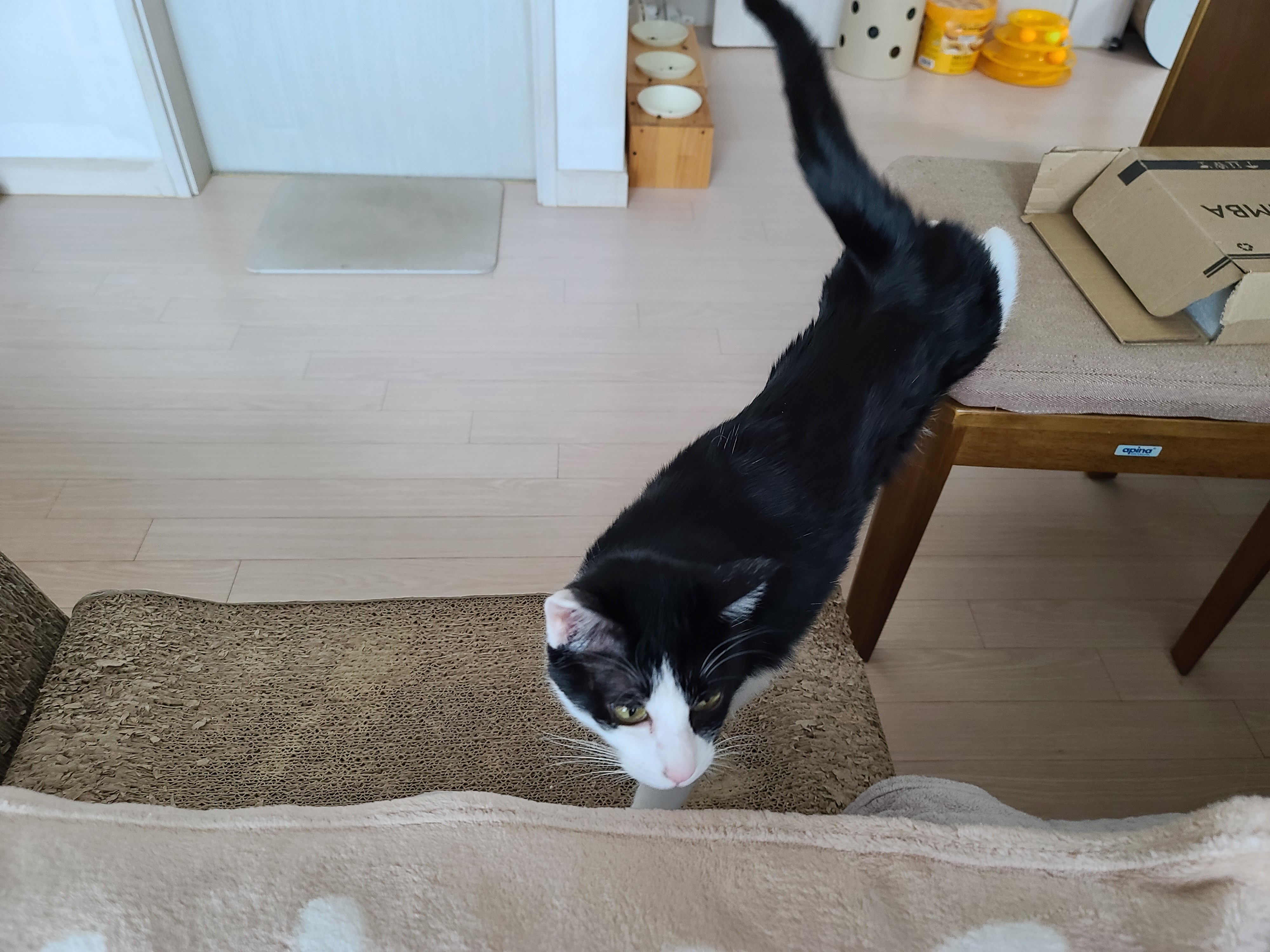 엄마집사 자리에서 자는 고양이. 아비시니안 루디(feat.젖소냥이 두리).