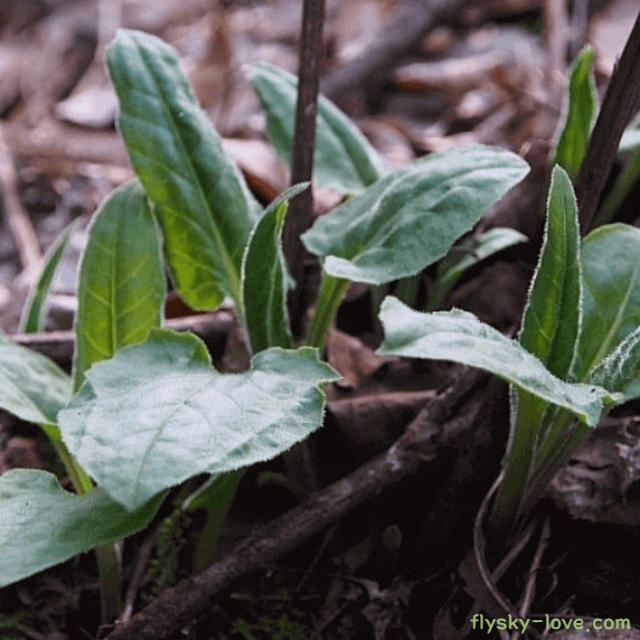 식감이 독특한 서덜취