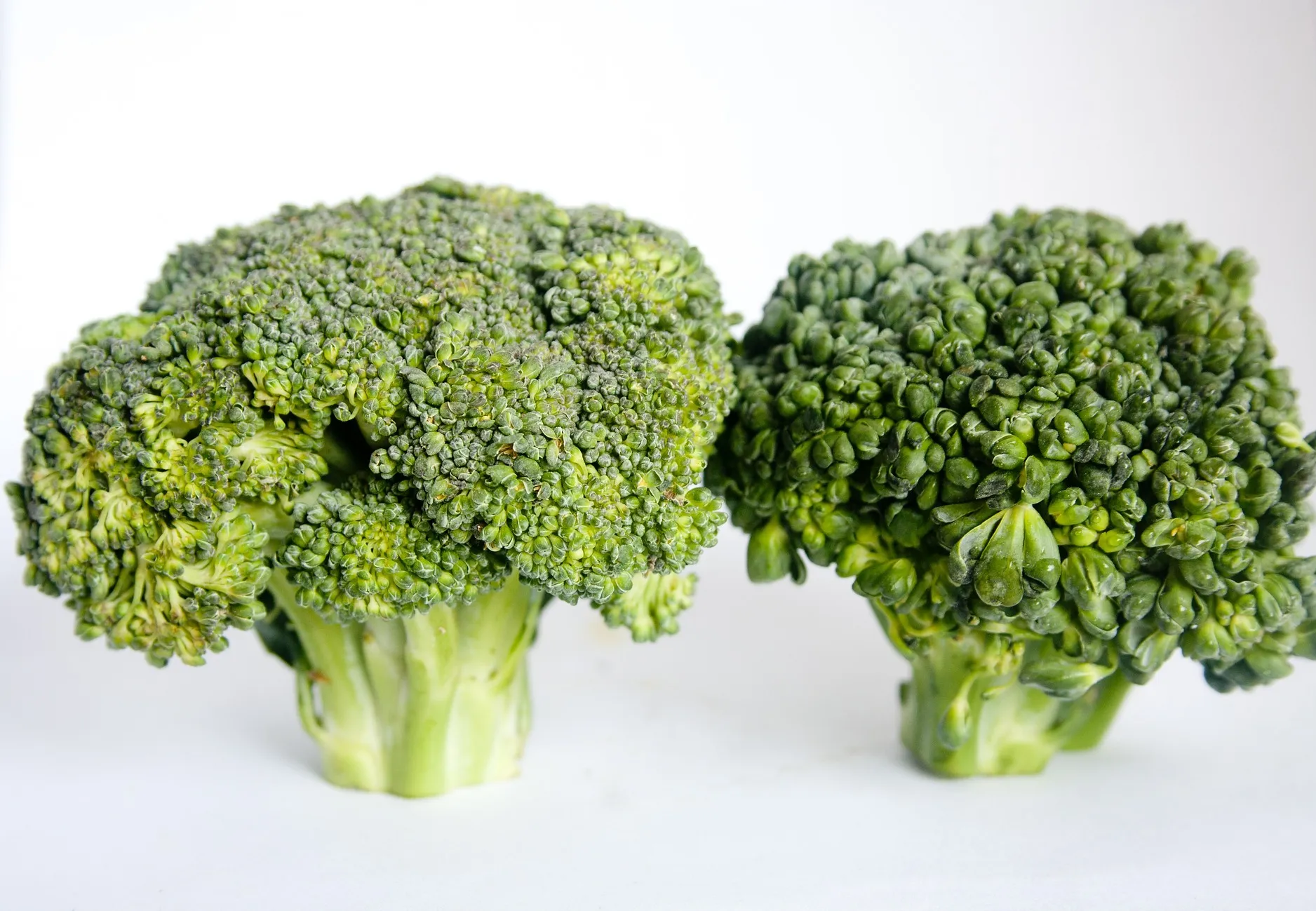 세포건강 브로콜리