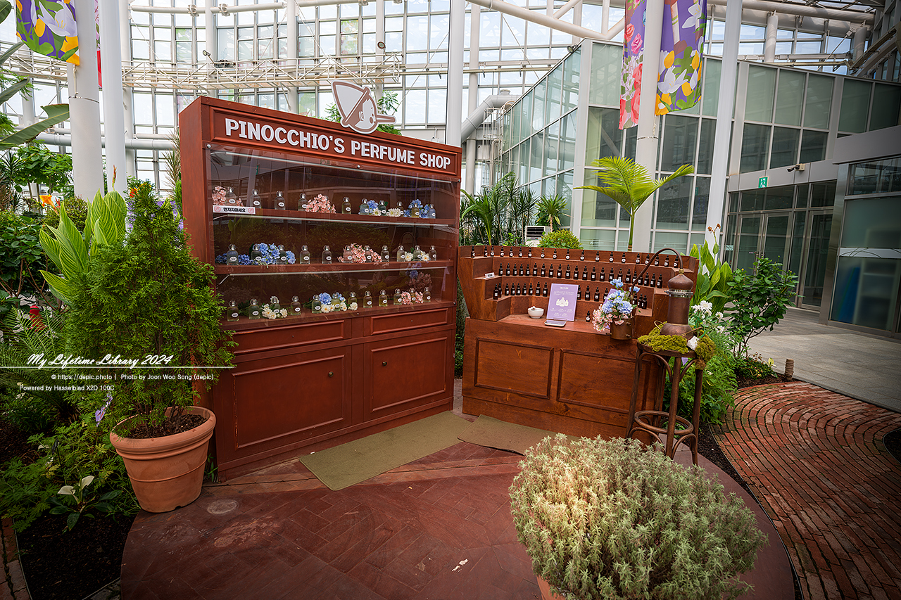 #식물 #나무 #수목원 #세종 #세종수목원 #피노키오