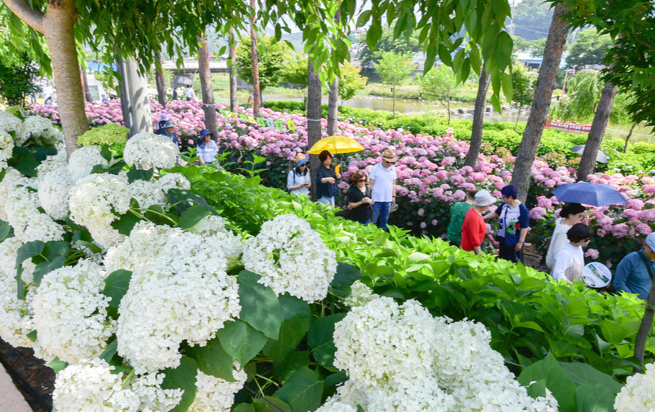 유구색동수국정원 수국