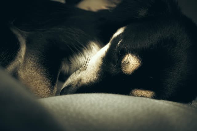 canine atopic dermatitis