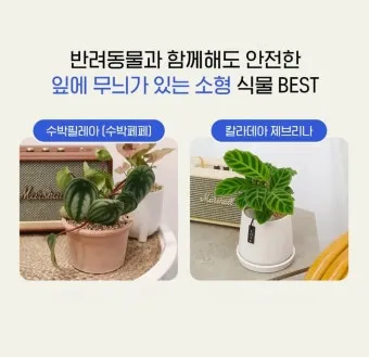 반려동물 안전 실내 식물선택 독성체크 배치높이 관리 간단 가이드_7