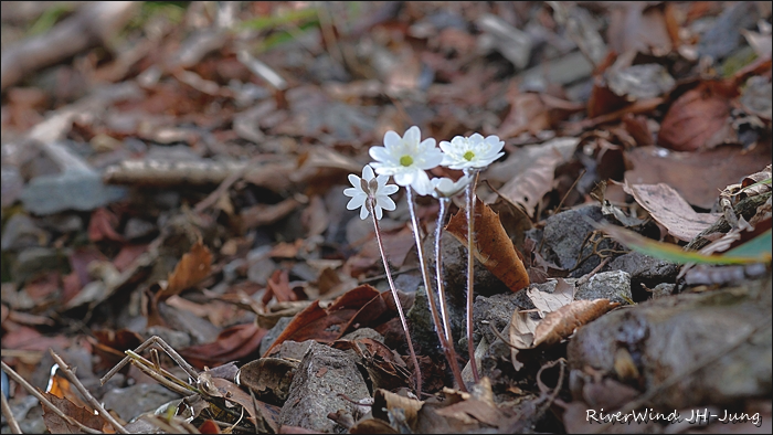 천성산 야생화 노루귀
