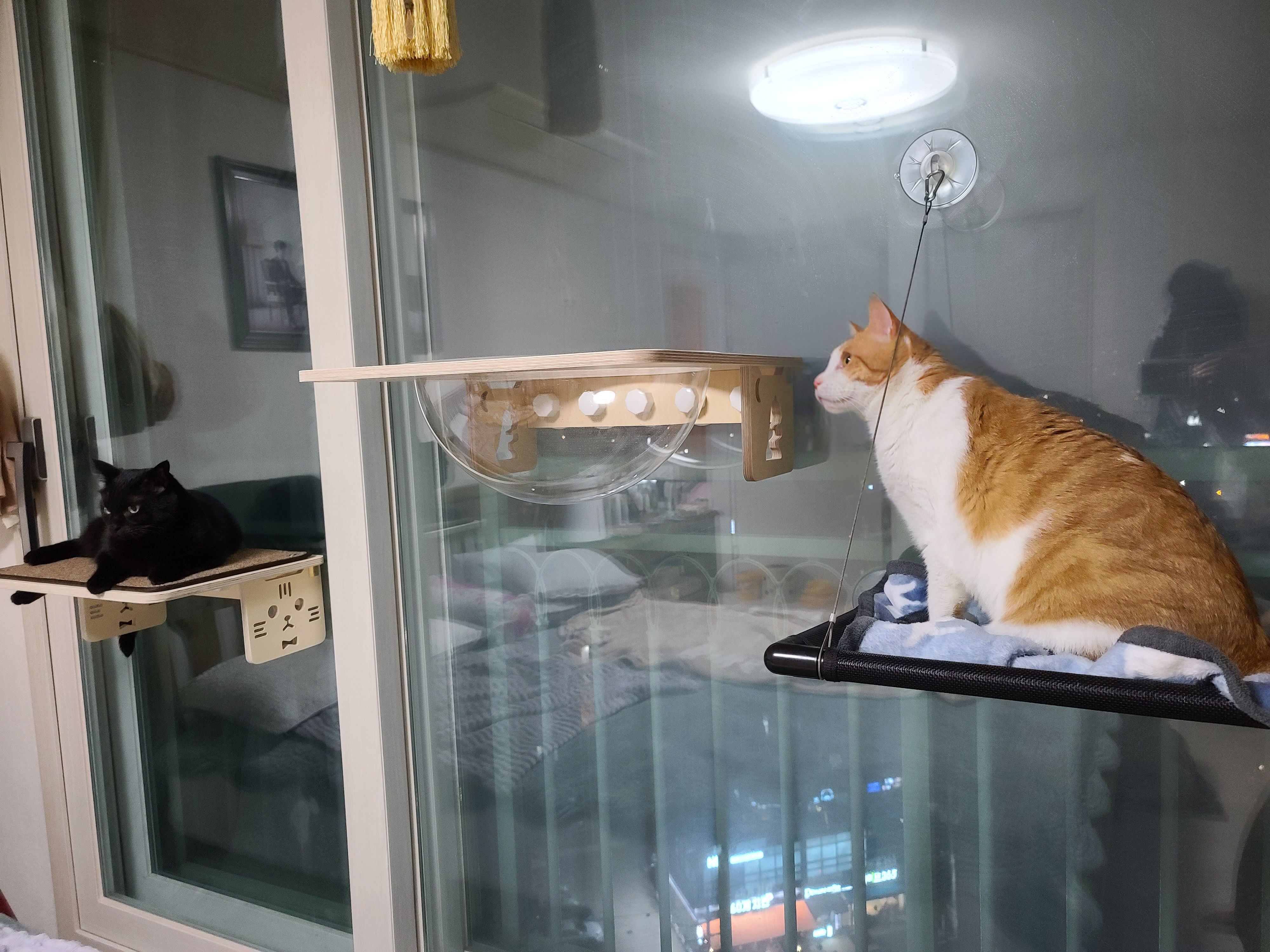 냥냥이들의 캣워크, 캣볼을 달았다. (내돈내산,스압주의)