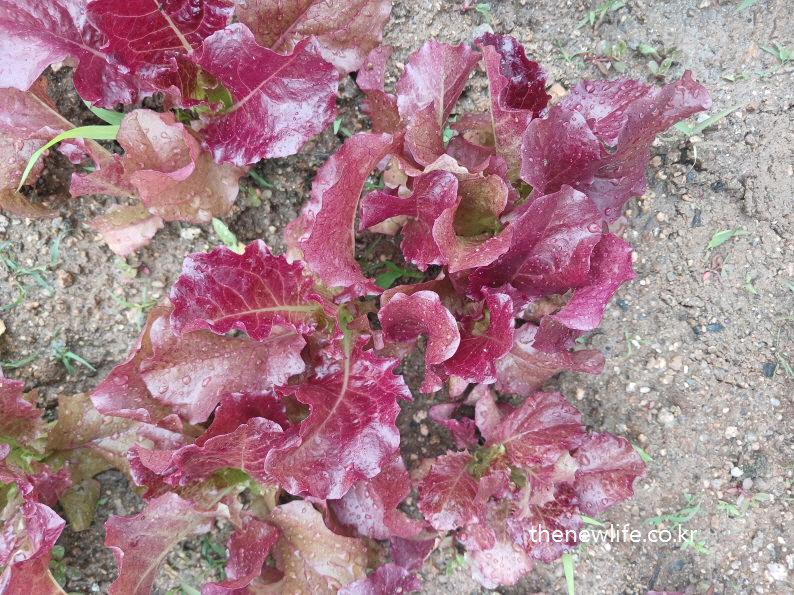 Red leaf lettuce growing fresh with raindrops in natural soil-자연 흙에서 빗방울을 머금고 자라는 붉은 적상추