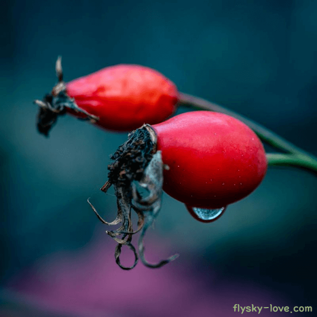 피부에 좋은 로즈힙