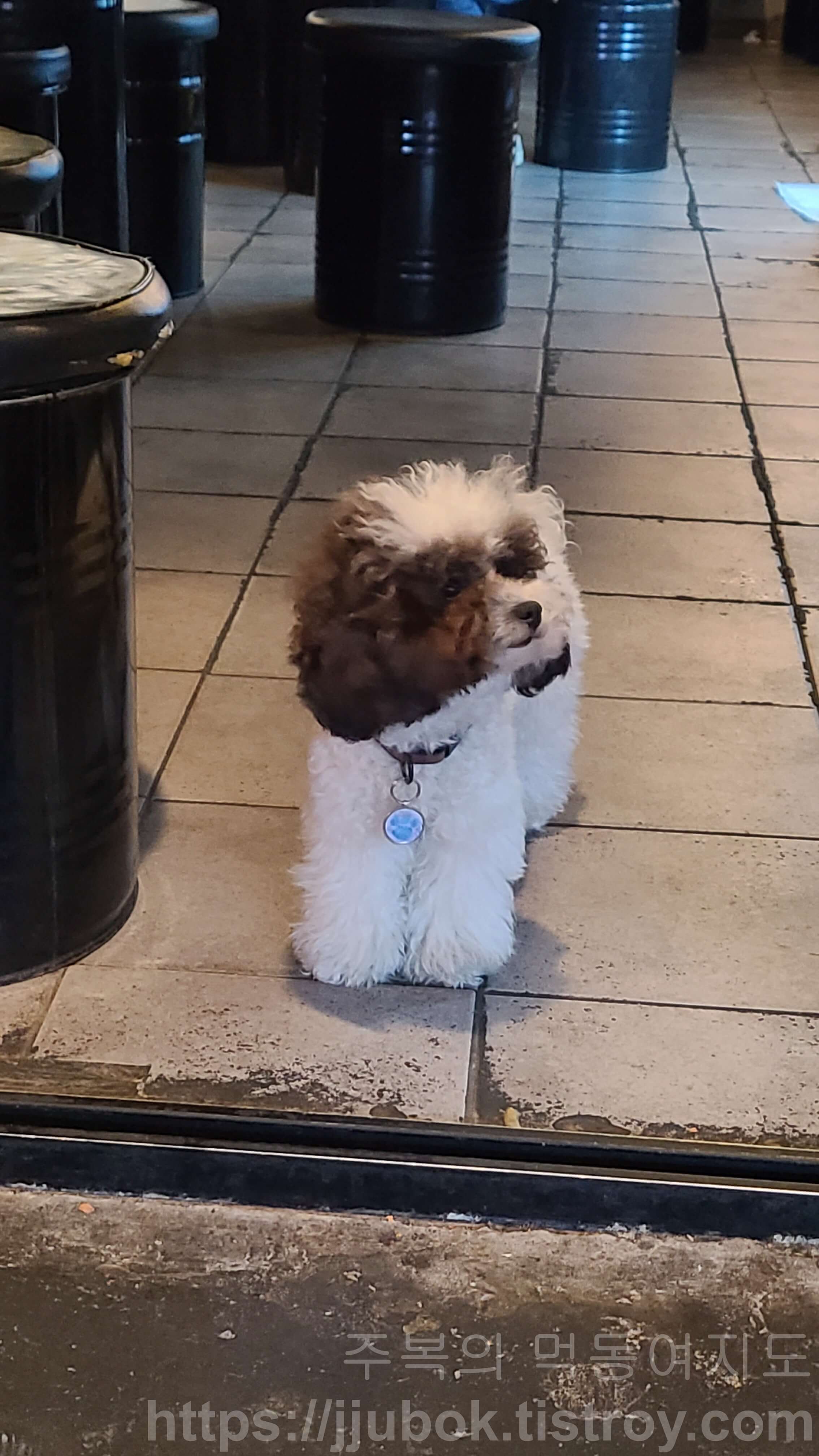 땡초우동in포차-주안점-강아지-비숑-태봉