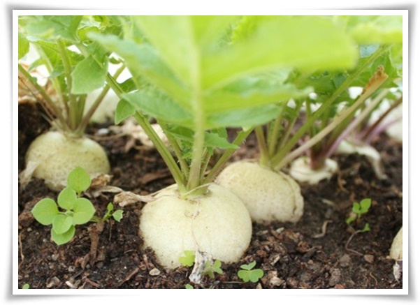 "김장 무, 직접 길러보세요!" 초보자도 성공할 수 있는 쉬운 재배 가이드!