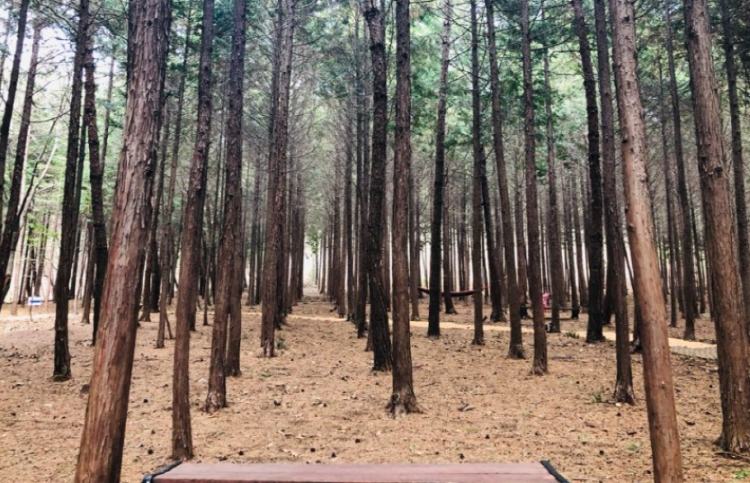 장흥 하늘빛수목원