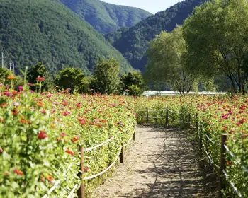 평창 백일홍 축제_23