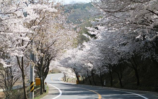 숨은 벚꽃명소 / 2024 충청도 벗꽃명소 벚꽃여행
