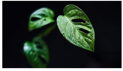 몬스테라 키우는 법과 관리 요령