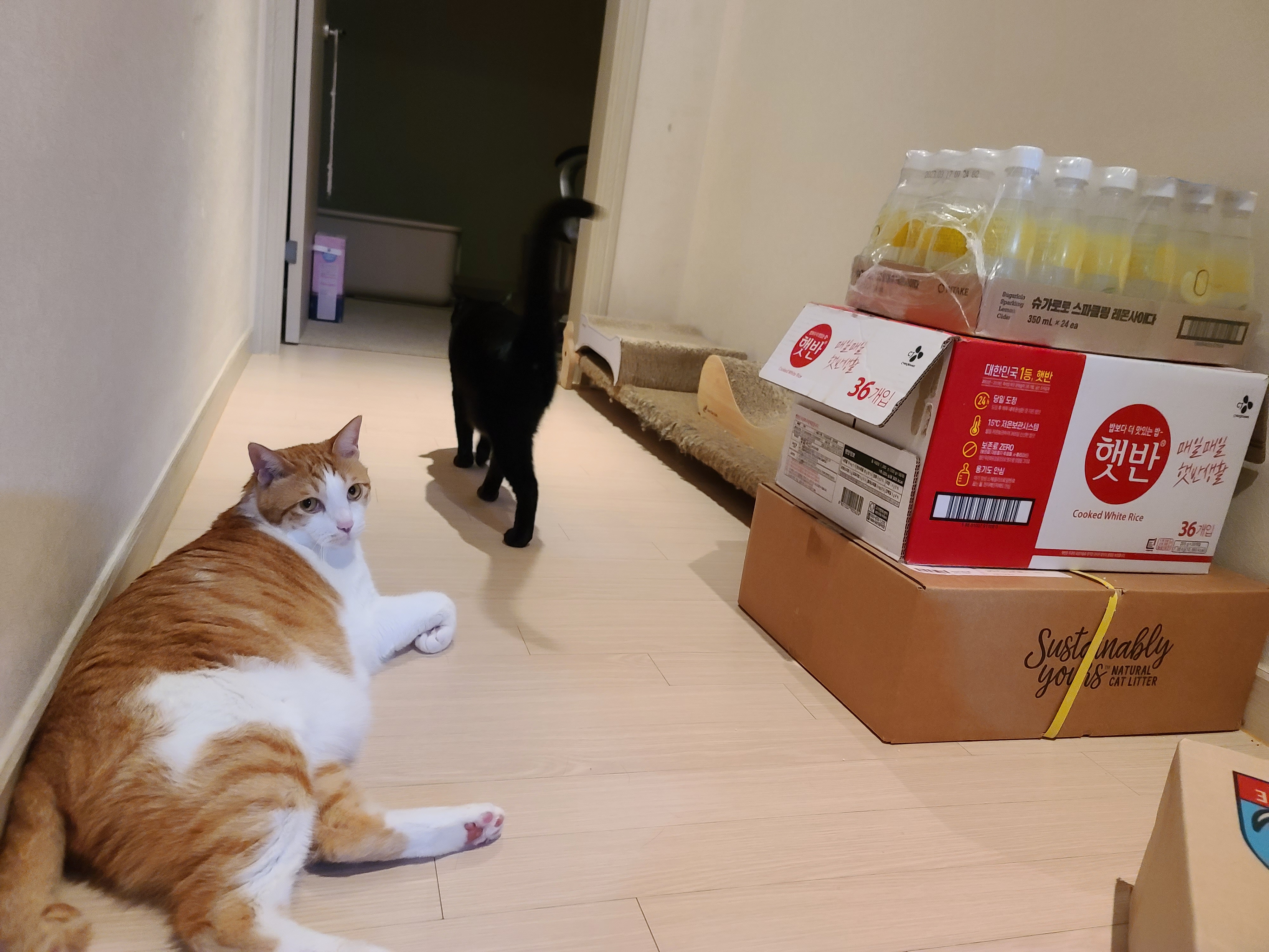 사료 소분 방해하는 고양이들.(feat. 파미나 사료)